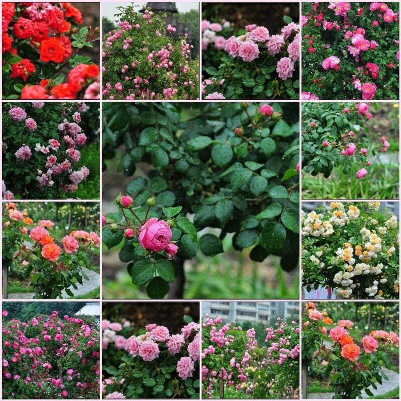 Розы лучшие сорта для средней полосы фото с названиями