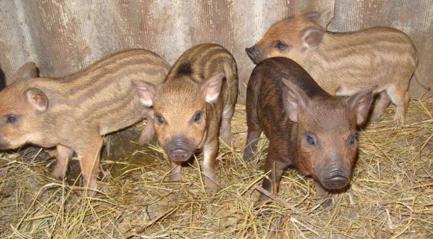 Порода свиней кармалы: описание и характеристики породы