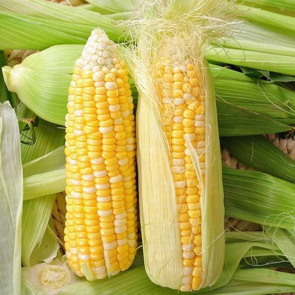 Выращивание кукурузы как бизнес. (ноябрь 2021) — vipidei.com