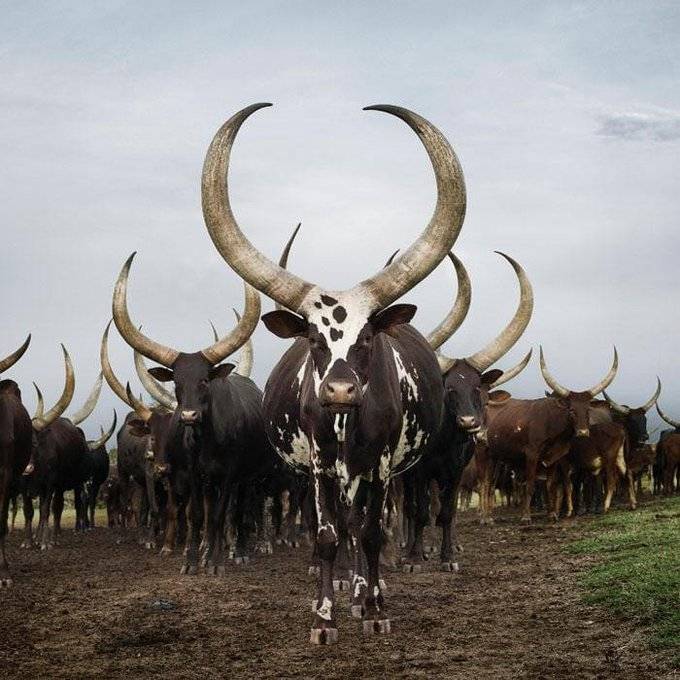 Породы сельскохозяйственных быков