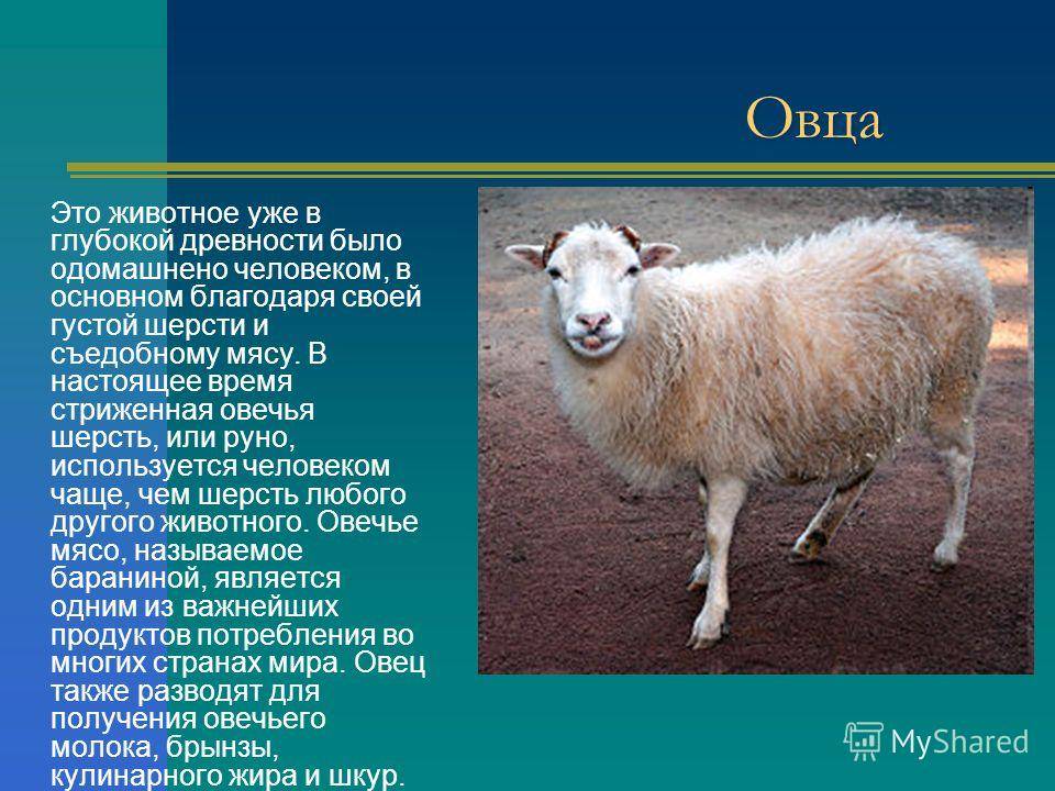 Бараны и овцы — в чём различия и какие они бывают