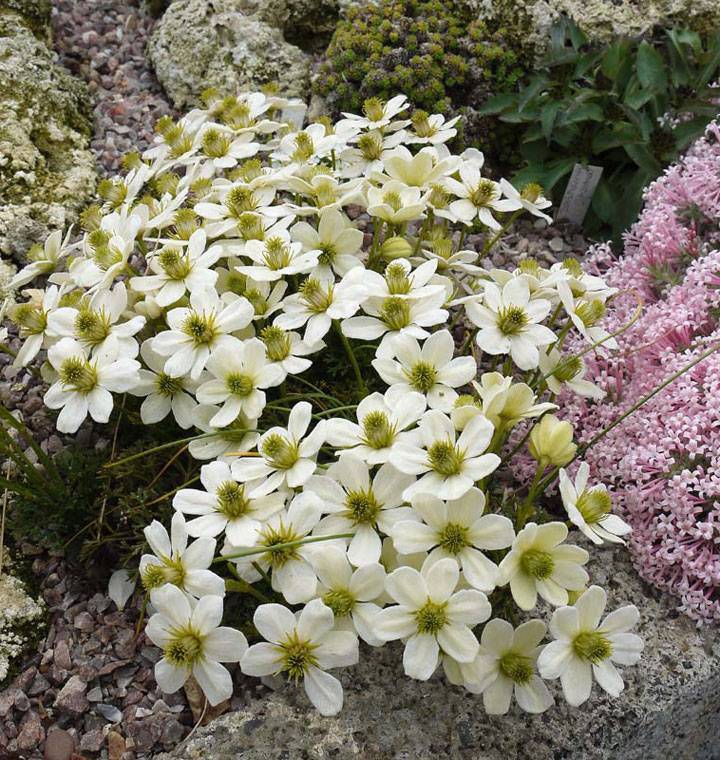 Стелющиеся цветы многолетники фото с названием для дачи