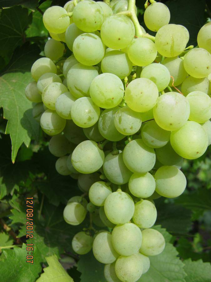 Виноград краса севера: описание сорта, фото, отзывы