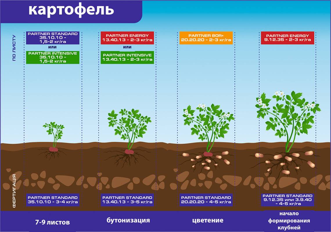 Какое лучшее комплексно удобрение для картофеля при посадке в почву