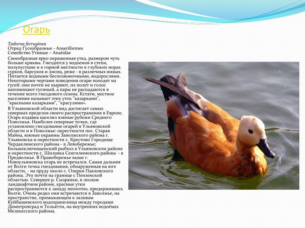Красная утка огарь: описание породы, фото, ценность, уход и содержание, отзывы