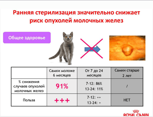 Особенности кастрации хорьков