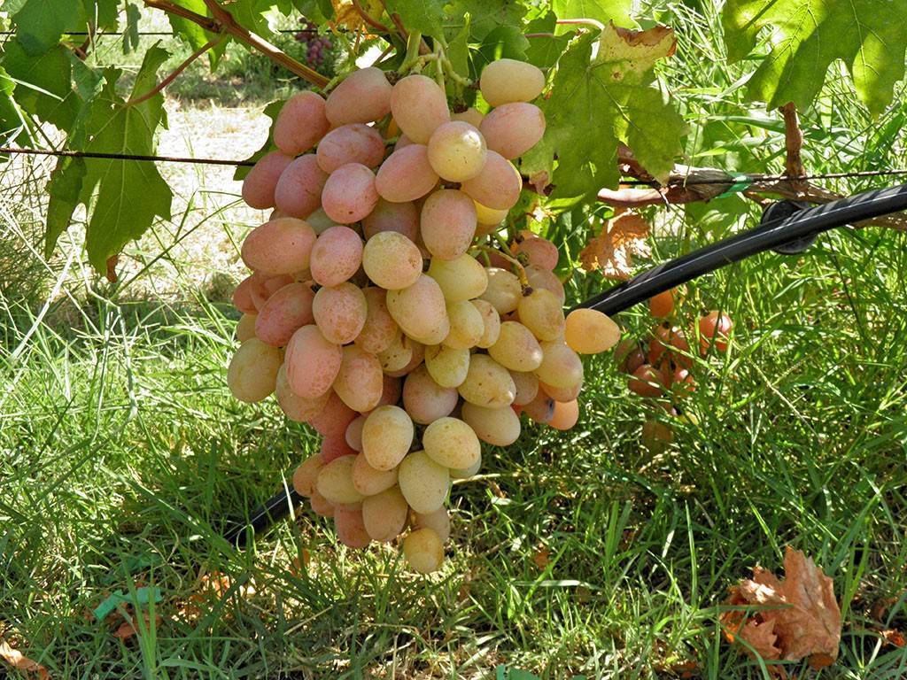 Описание и достоинства винограда анюта