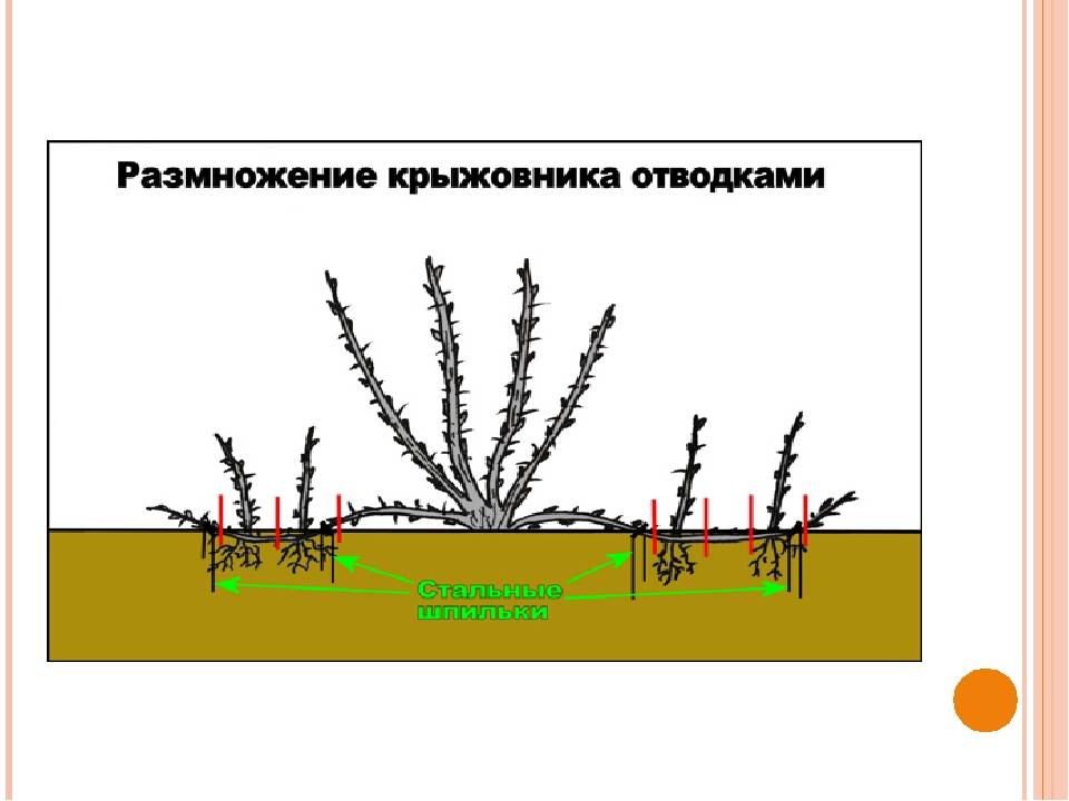 Можжевельник - посадка и уход в открытом грунте, размножение