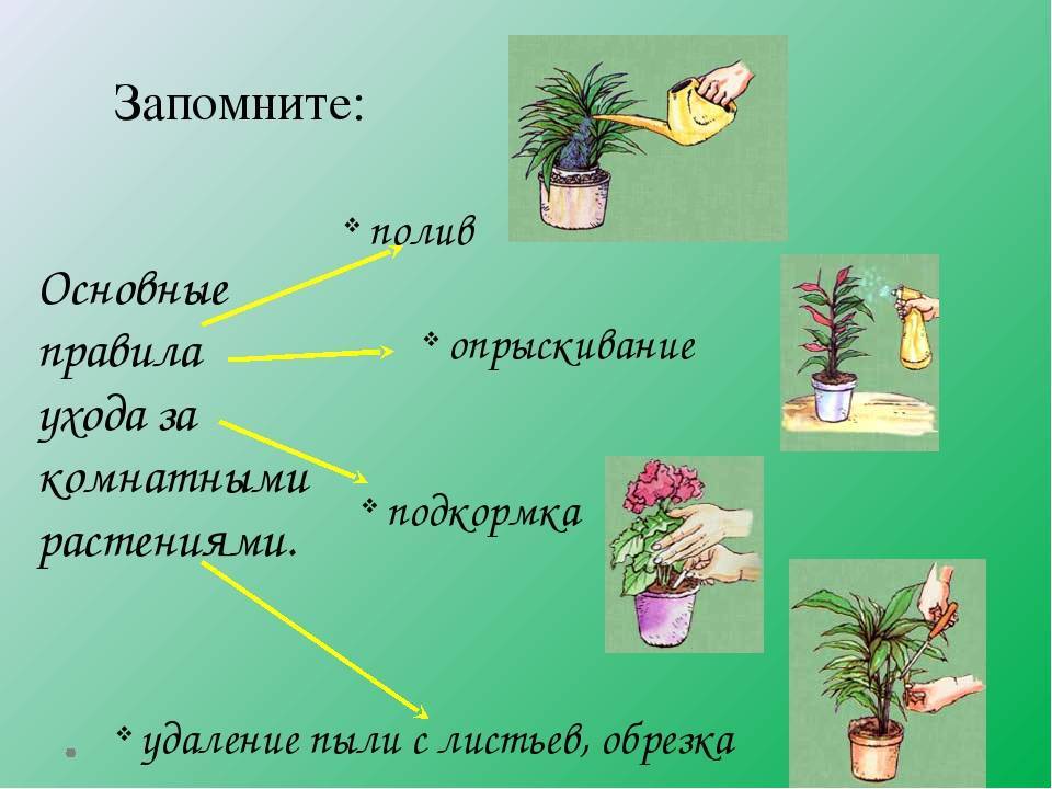 Как ухаживать за цветами домашними. комнатные цветы. как ухаживать за комнатными цветами: правильный уход за домашними растениями.