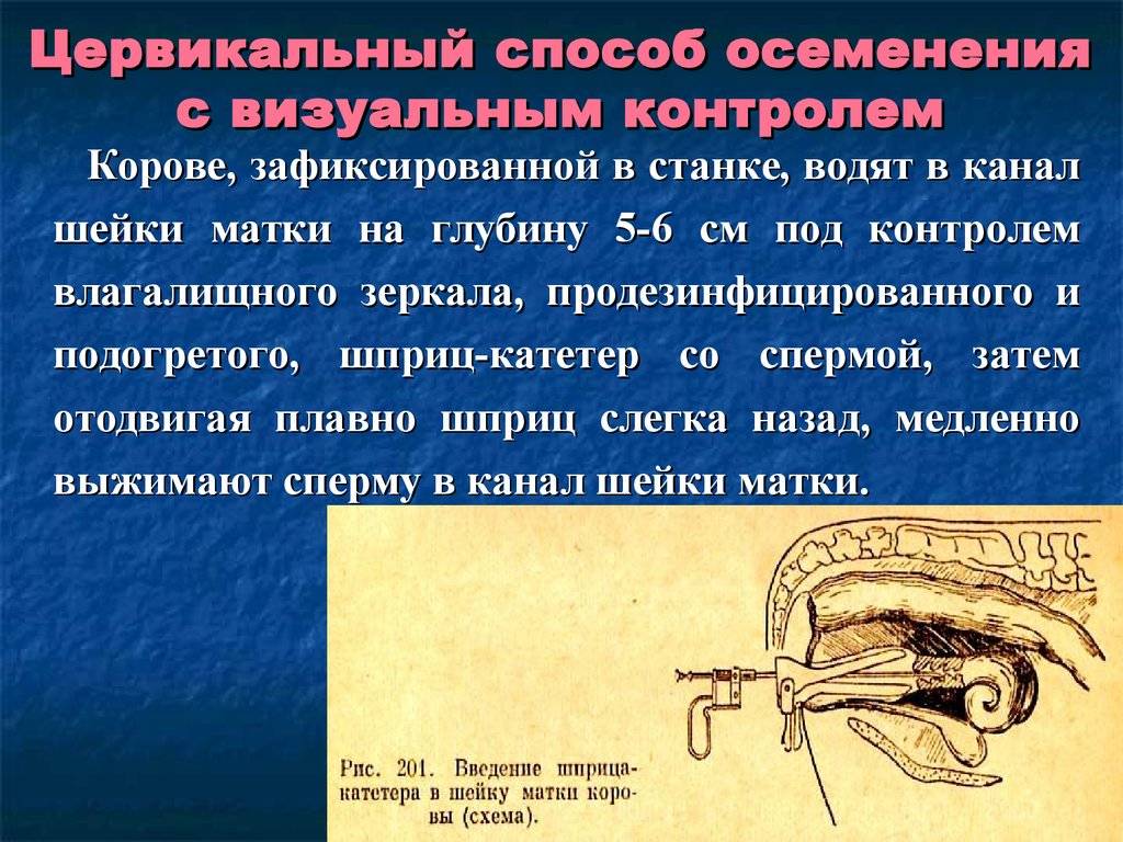 Методы искусственного осеменения коров