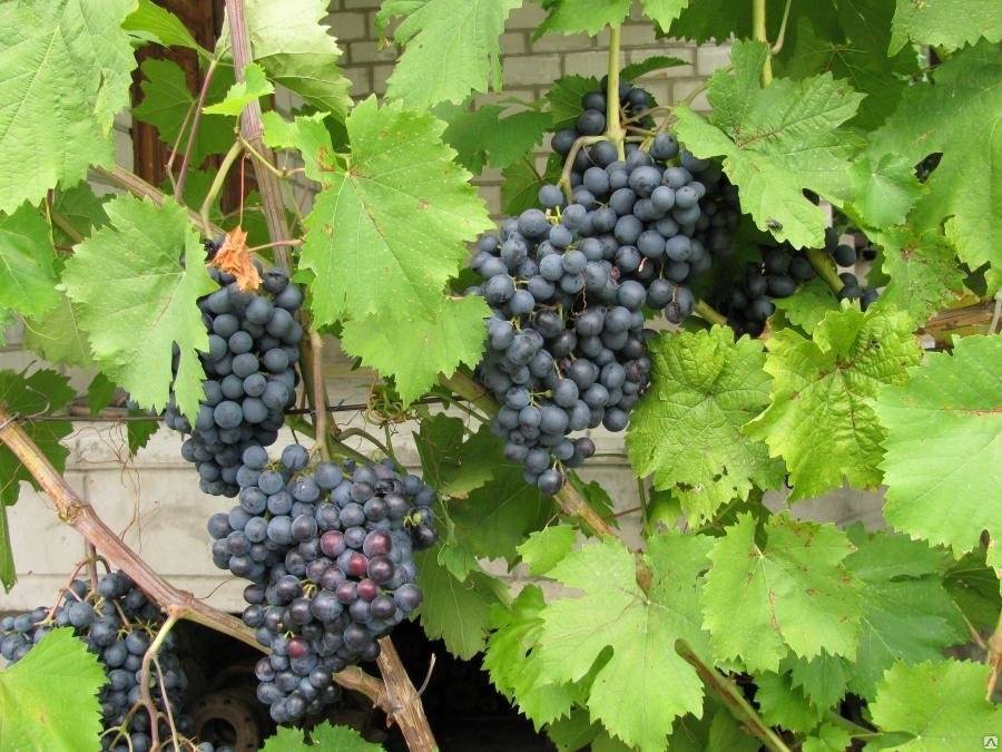 Первенец магарача виноград описание сорта фото