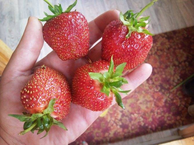 Лучшие сорта клубники для подмосковья - 25 самых сладких, вкусных и урожайных по мнению садоводов