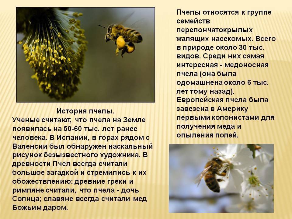Породы и виды пчел с фото и описанием
