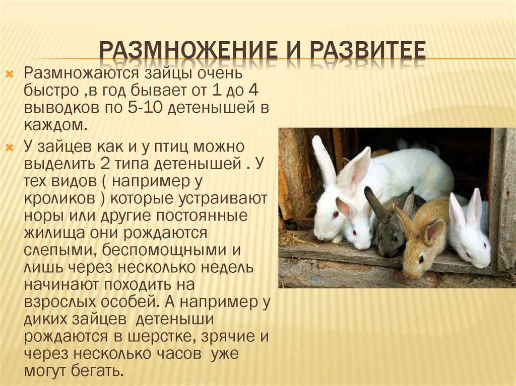 Сколько живут декоративные кролики в домашних условиях?