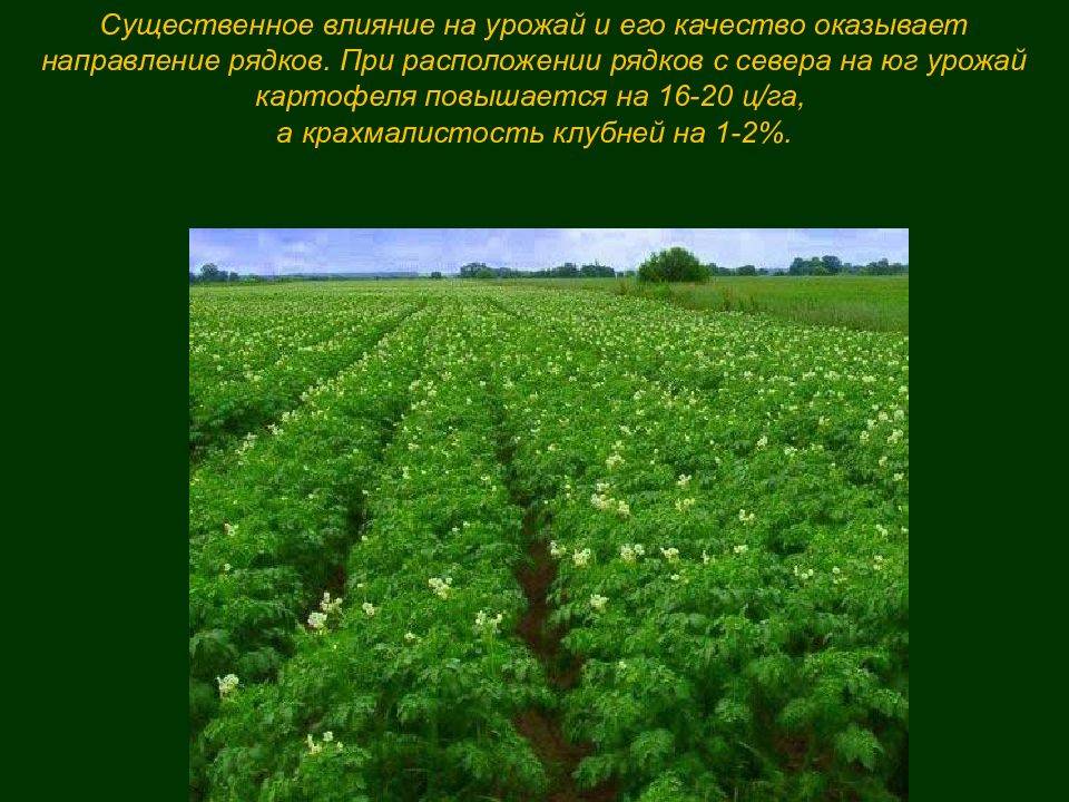 Необычные способы посадки картофеля или как вырастить картошку в бочке