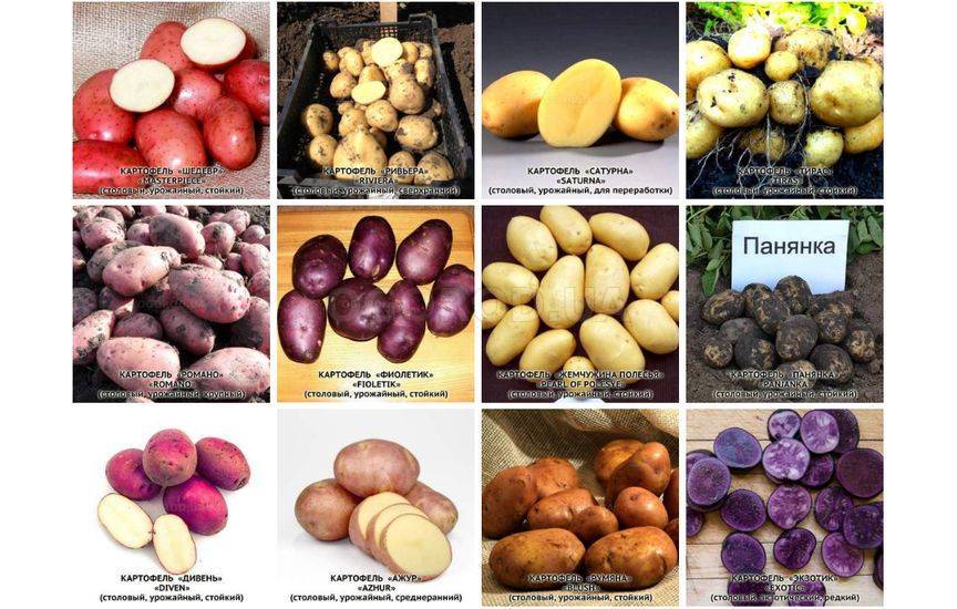 Самые вкусные и урожайные сорта картофеля: топ-10 лучших сортов