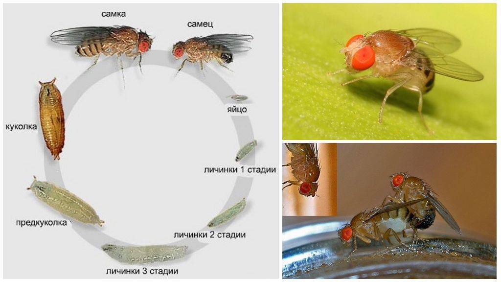 Мухи в квартире откуда и как избавиться. Цикл развития мухи дрозофилы. Личинки мошек дрозофилы. Как выглядят личинки плодовых мошек. Стадии развития мухи дрозофилы.