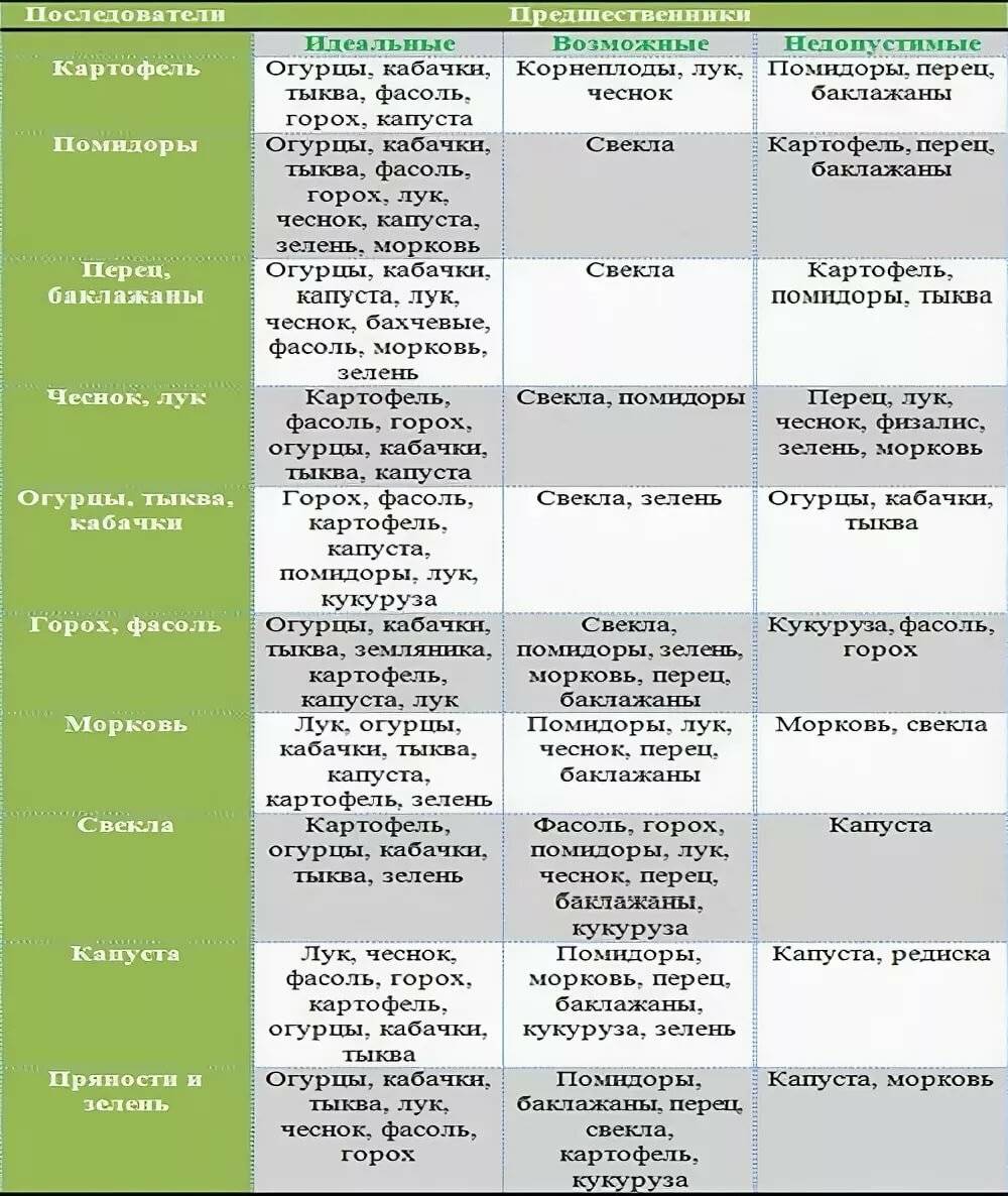 Таблица севооборота овощных культур на огороде: что после чего сажать
