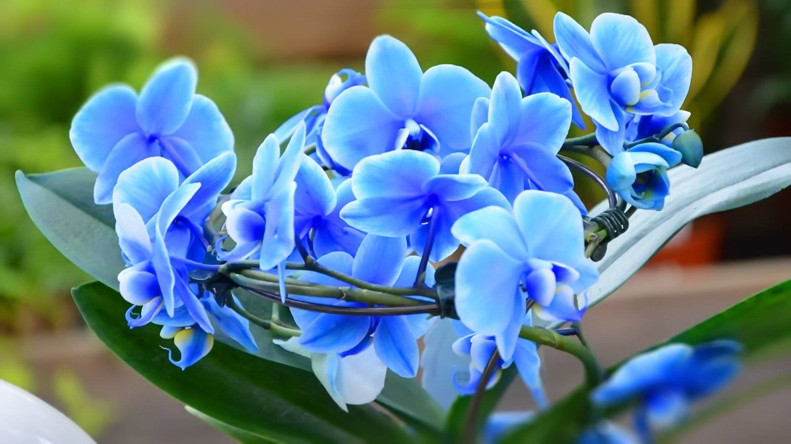 Синяя Орхидея