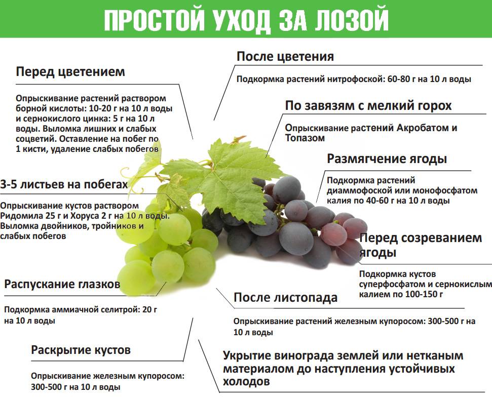 Особенности осенней обработки винограда