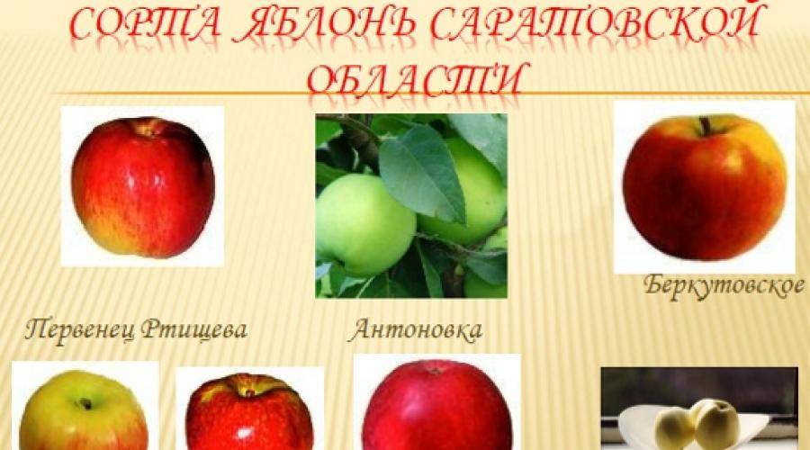 Какого цвета бывают яблоки картинки