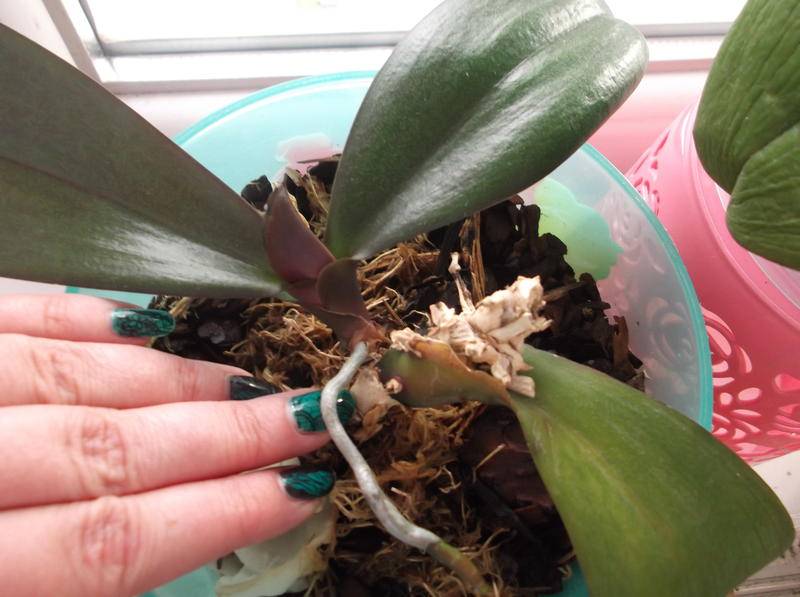 Как укоренить детку орхидеи без корней, если она их не дает: что делать в этом случае, можно ли спасти и как реанимировать молодого отпрыска растения на цветоносе, видео по этой теме