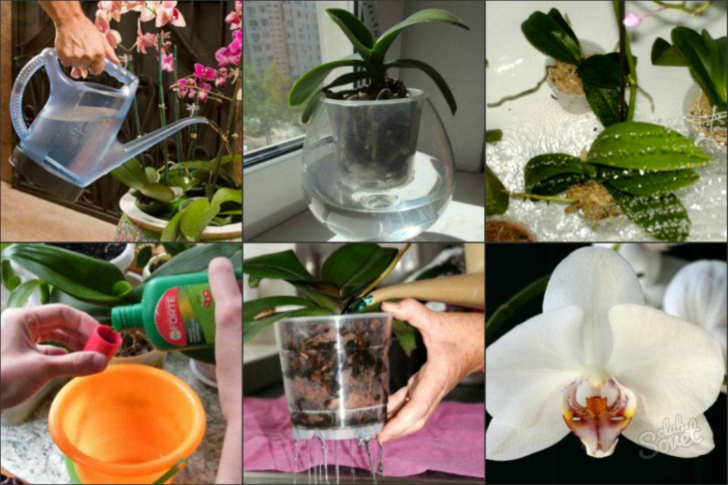 Как правильно поливать орхидею в домашних условиях - правила и частота