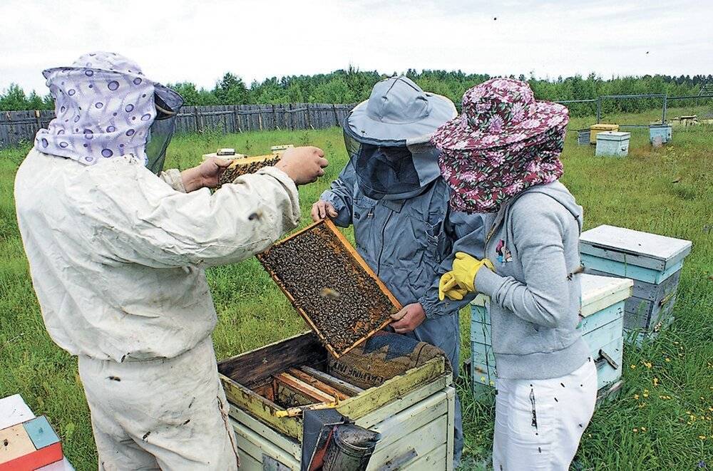 Исправление неблагополучных пчелиных семей