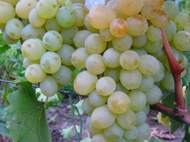 Топ-7 лучших укрывных сортов винограда для средней полосы россии