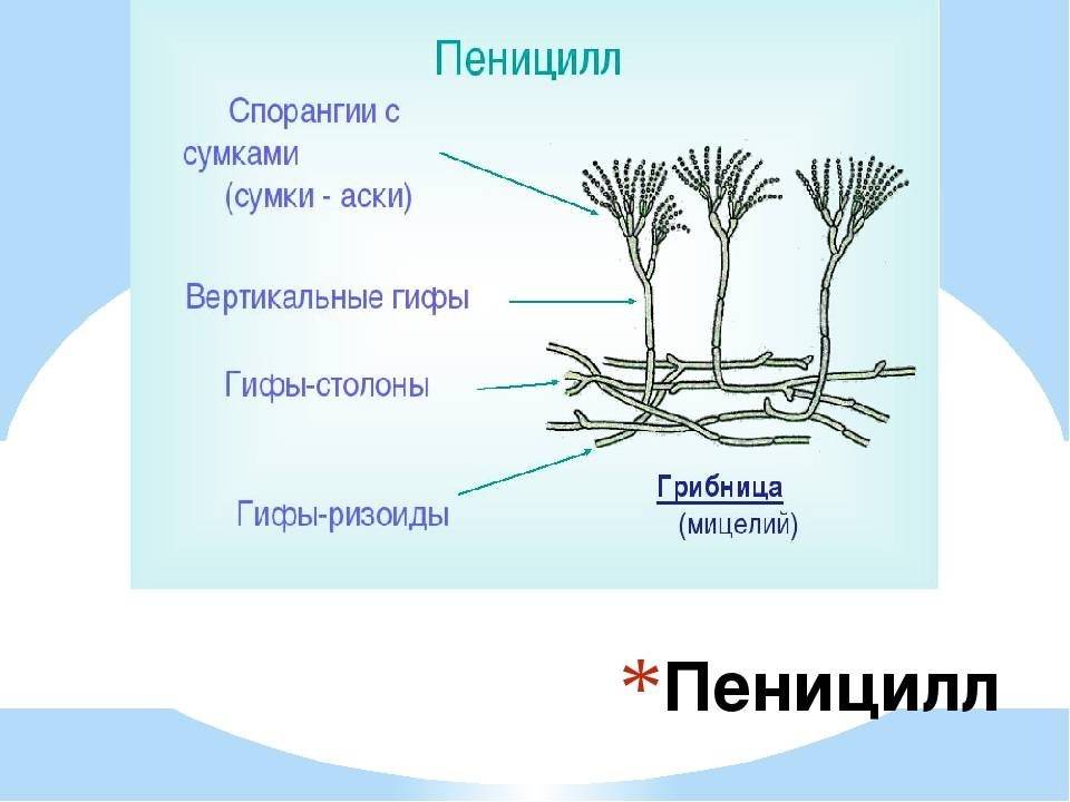 Пеницилл строение рисунок