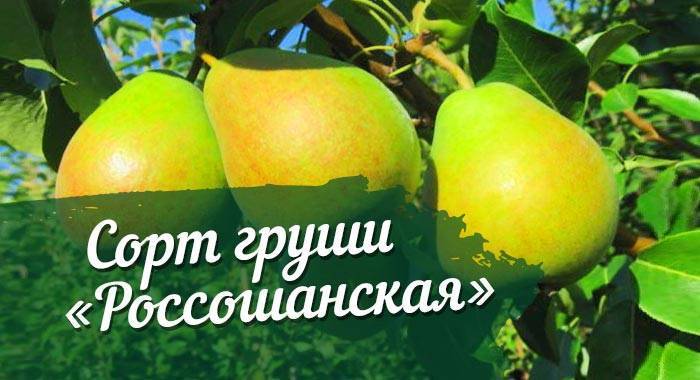 Груша россошанская десертная, красивая (красавица), ранняя, поздняя: описание сортов, фото, отзывы