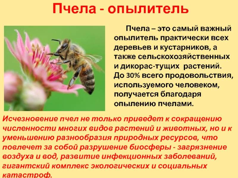 Польза пчёл в природе. процесс опыления растений пчелами