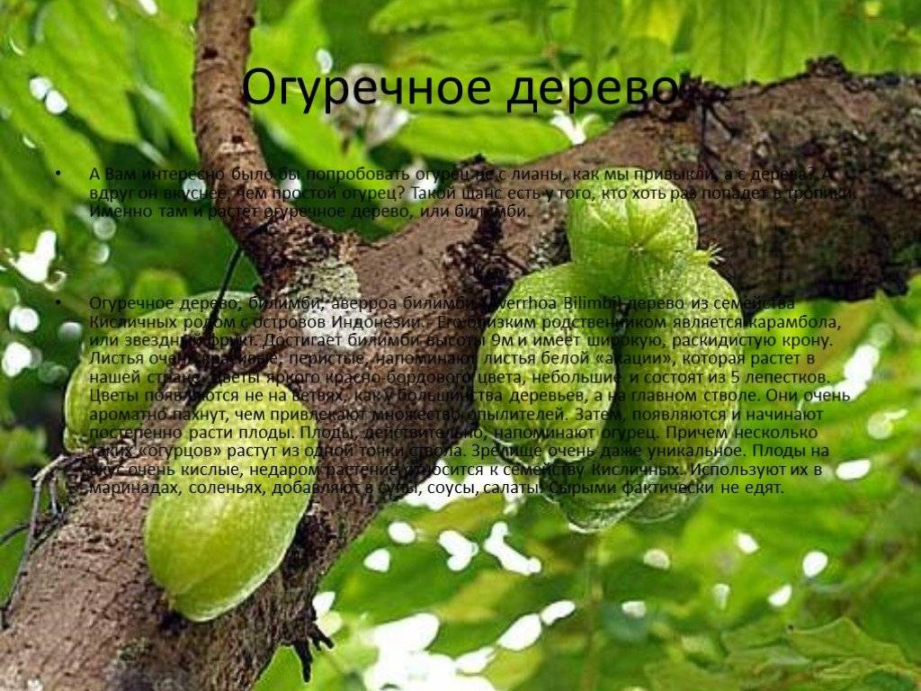 Билимби