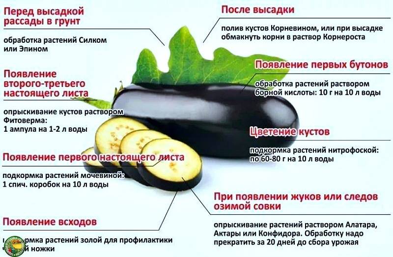 Чем подкормить огурцы на балконе