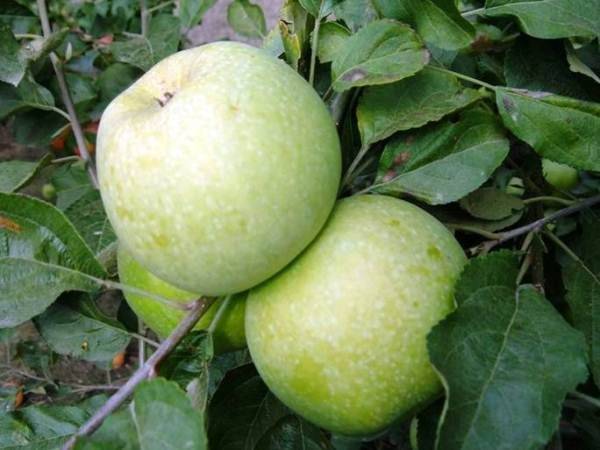 Яблоня ренет симиренко: описание, выращивнаие
