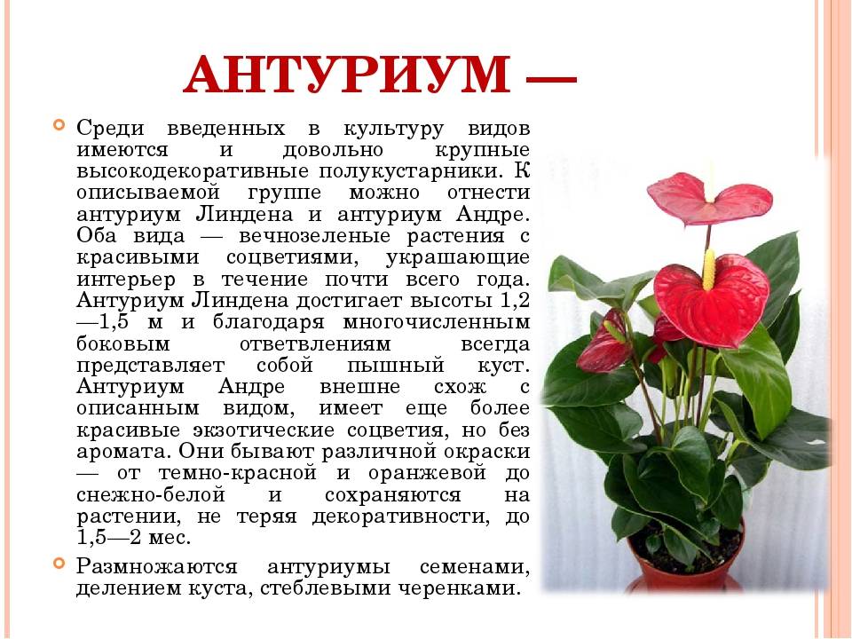 Антуриум: посадка и уход в домашних условиях, виды и болезни | клуб цветоводов