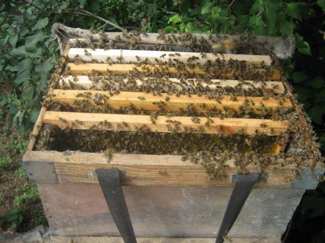 Пчеловодство для начинающих (в. в. тихомиров, 2014)