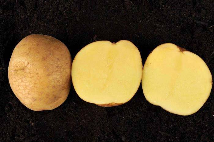 Картофель венета: описание сорта, фото, отзывы