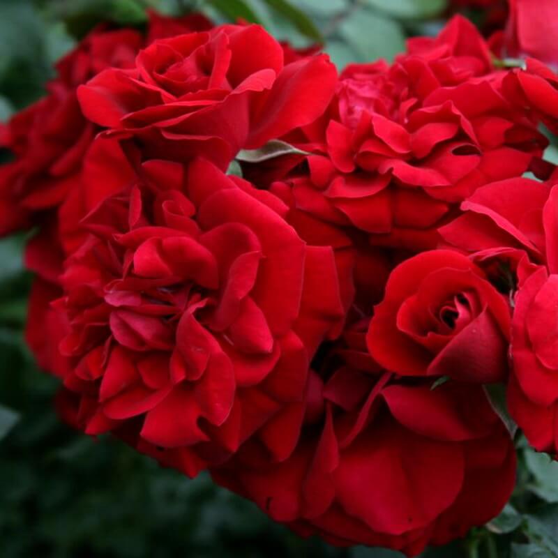 Плетистая роза амадеус: описание, фото, особенности посадки и ухода - цветочки - медиаплатформа миртесен