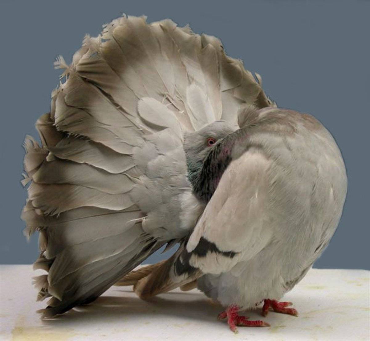 Голуби павлины – описание, содержание, разведение породы