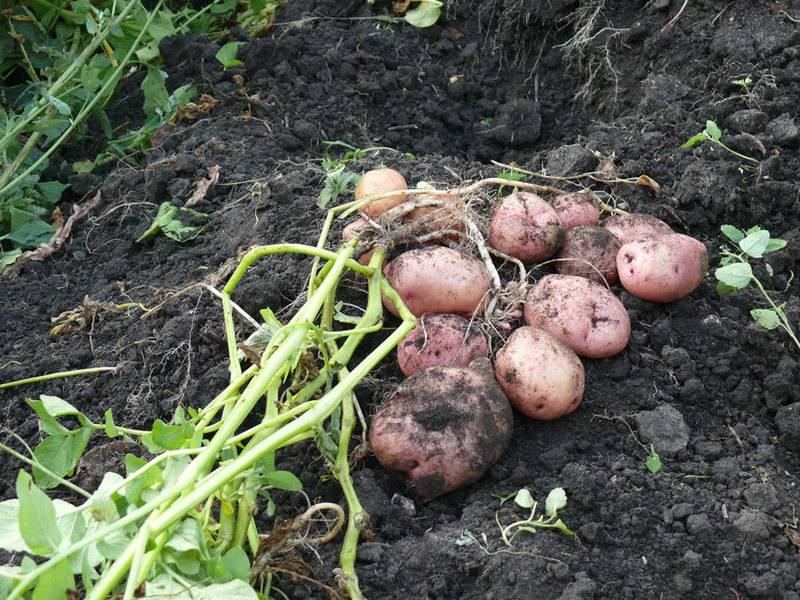 Картофель романо: описание и преимущества сорта, особенности выращивания