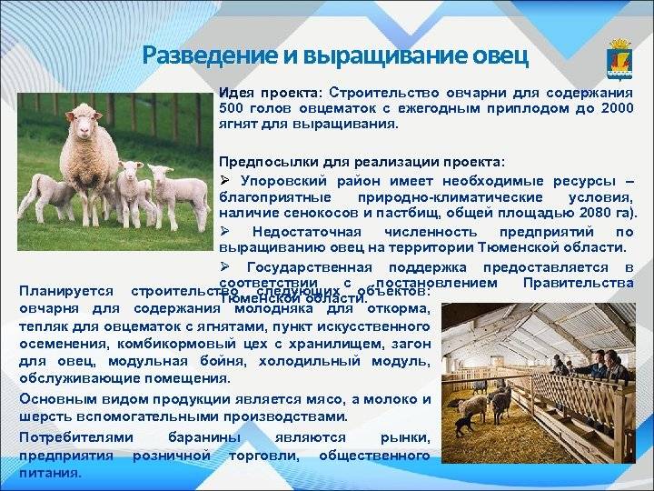 Разведение овец в домашних условиях | cельхозпортал