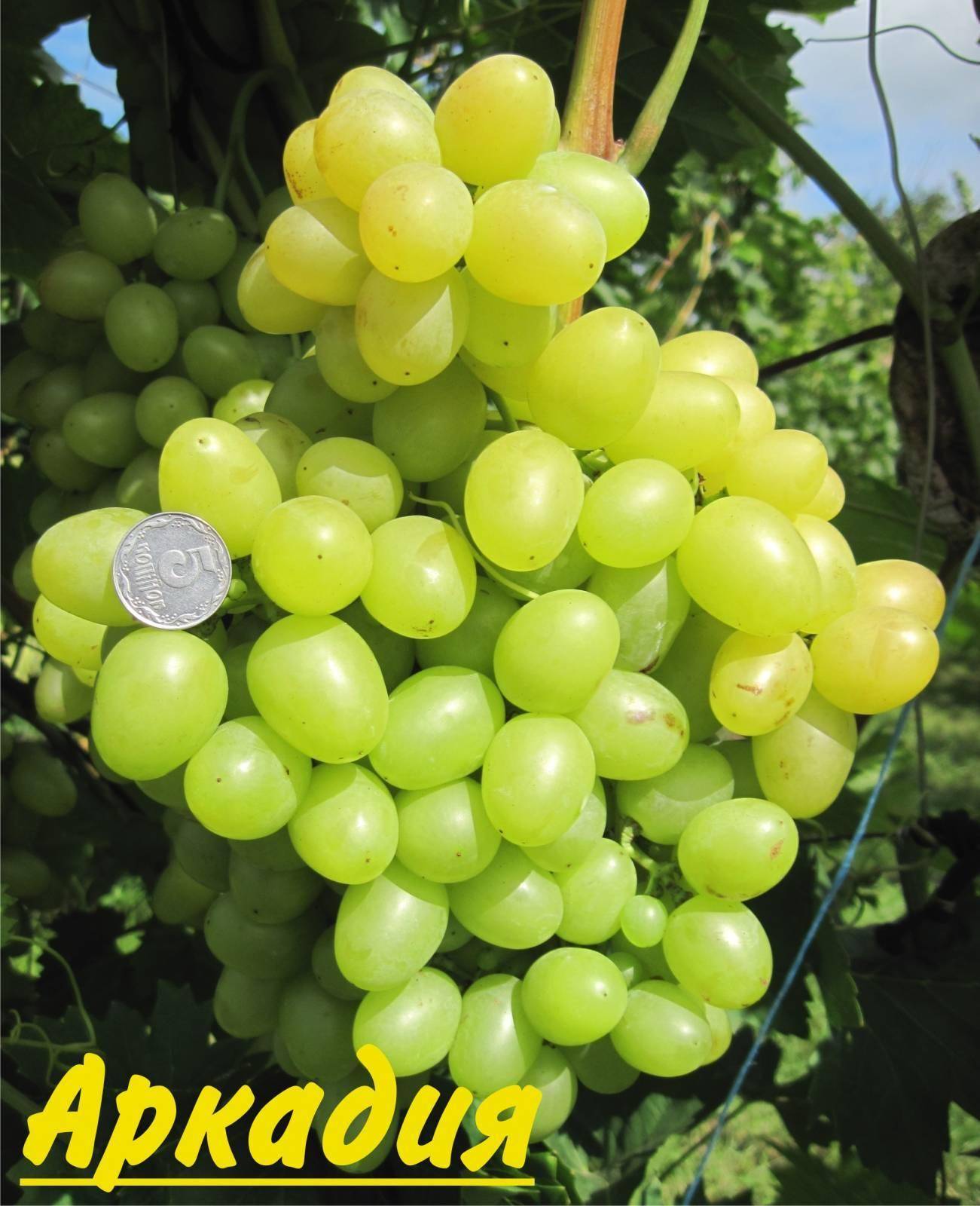 Виноград аркадия розовая - мир винограда - сайт для виноградарей и виноделов