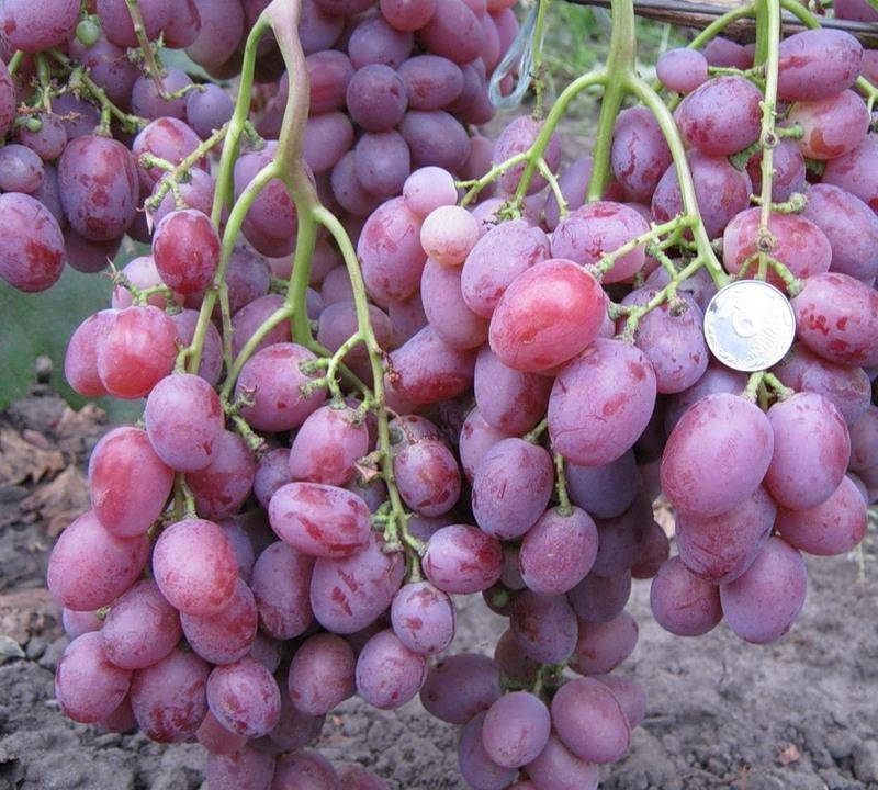 Виноград анюта столовый сорт