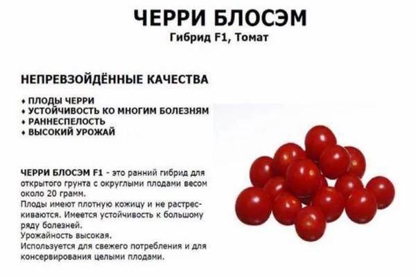 Томат черри блосэм: отзывы, фото, урожайность, описание и характеристика | tomatland.ru