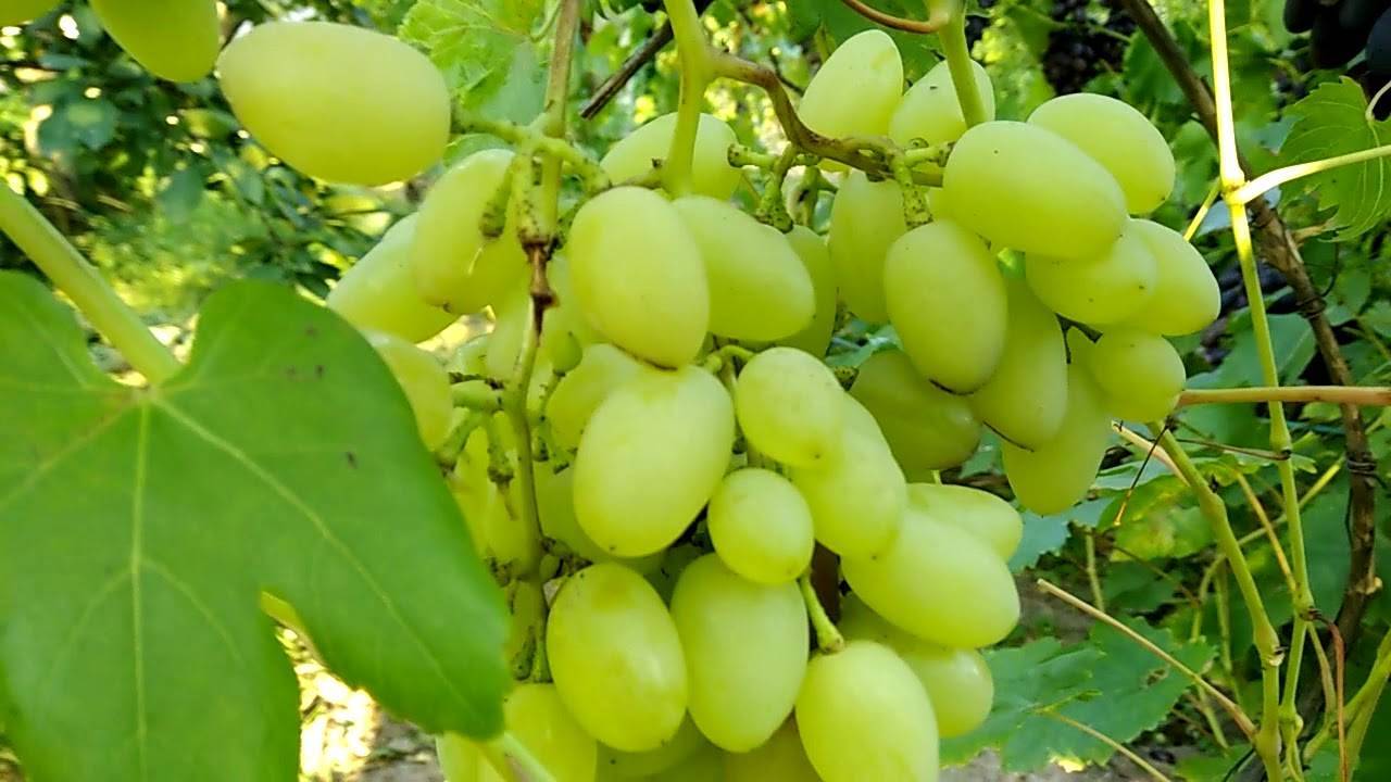 Виноград: выращивание, уход, размножение (видео) +отзывы