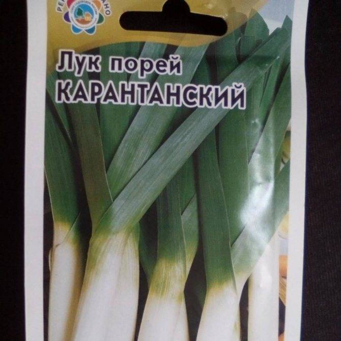 Лук-порей карантанский: выращивание из семян, описание и характеристика сорта + отзывы и фото