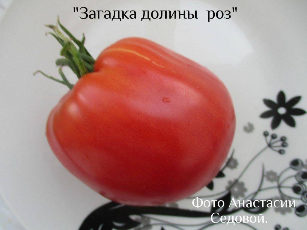 Томат "загадка природы": описание сорта, рекомендации по выращиванию отличного урожая помидор, фото-материалы русский фермер