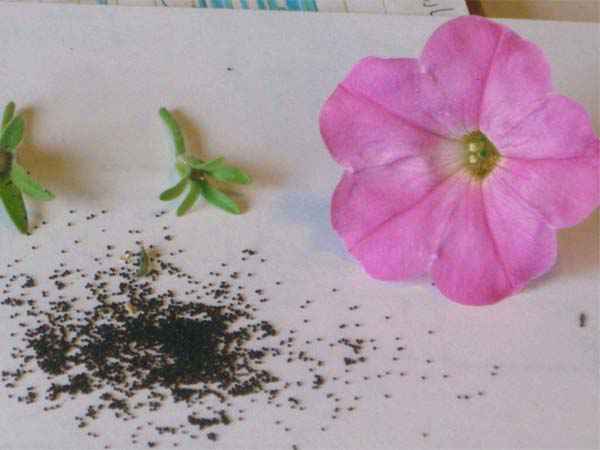 Как собрать семена петунии в домашних условиях + видео