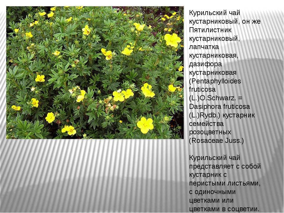 Лапчатка - популярные сорта и нюансы их выращивания своими руками (125 фото)